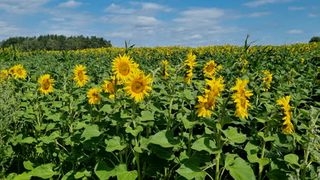 spectacular-shot-of-sunflowers-on-a-sunny-day