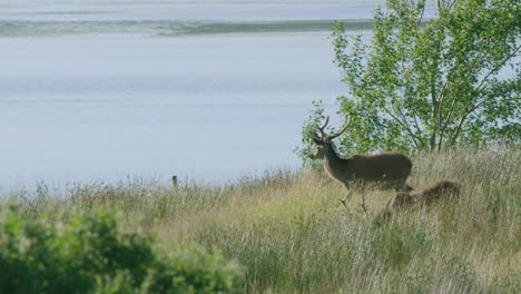 SCOTLAND,-RED-DEER---grazing-in-long-grasses-next-to-a-lake