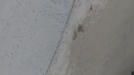 Luftaufnahme-Eines-Hundes,-Der-Am-Strand-In-East-London,-Südafrika,-Läuft