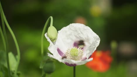 Close-up-white-poppy-blossom-with-bumble-bee