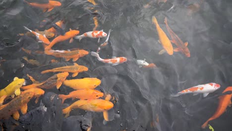 Orangefarbene-Koi-Fische-Schwimmen-Im-Teich