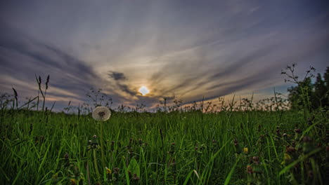 A-grassy-meadow-in-the-countryside-with-dandelion-wildflowers-in-the-foreground-and-a-colorful-sunset-in-the-background---low-angle-time-lapse