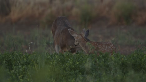 White-spotted-Fawn-and-Doe-grazing-in-green-farming-field