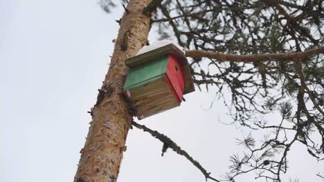 Shot-of-birdnest-on-the-pinewood-in-winter