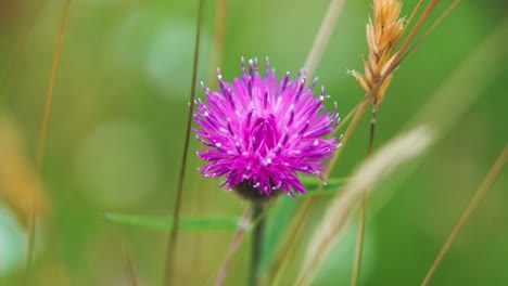 Slow-motion-clip-of-a-flowering-Knapweed-swaying-in-the-wind-in-the-middle-of-a-wild-flower-meadow