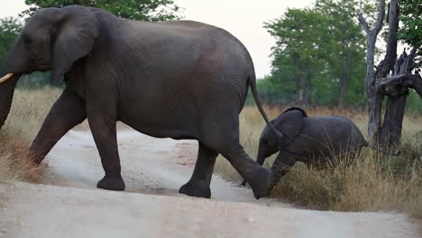 Madre-Elefante-Africano-Cruzando-La-Calle-Con-Un-Pequeño-Bebé-Siguiéndolo-De-Cerca