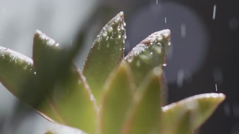 Close-up,-water-droplets-falling-on-succulent-plant-leaves