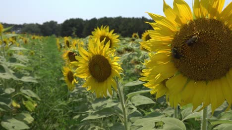 Sunflowers-swaying-in-the-breeze-at-Dorthea-Dix-Park-in-Raleigh,-NC