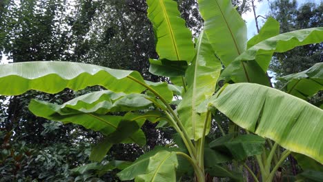 Looking-up-at-the-leaves-of-several-banana-trees-after-a-summer-rain