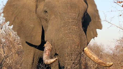 Close-up-of-an-elephant-in-the-wild-flapping-it's-ears