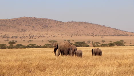 Amplia-Toma-Estática-De-Una-Familia-De-Elefantes-Abriéndose-Camino-A-Través-De-Las-Llanuras-Del-Serengeti-En-áfrica