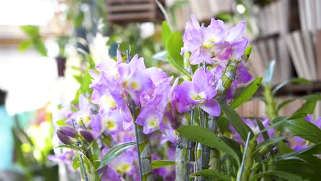 Wunderschöne-Dekorative-Lila-Orchideenblüten-Im-Innengarten