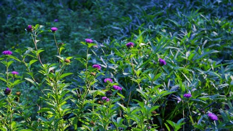 Hermoso-Campo-Con-Flores-Violetas-Silvestres-Y-Un-Pequeño-Insecto-Volador-Ocupado