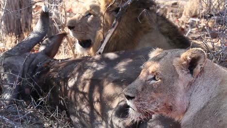 Löwin-Und-Männlicher-Löwe-Liegen-Neben-Getöteter-Beute-Im-Greater-Kruger-Nationalpark,-Südafrika