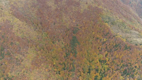 Aerial-footage:-expanse-of-pines-in-autumn-on-the-Balkan-Peninsula