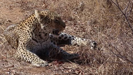 Una-Hembra-Leopardo-Cansada-Descansando-En-La-Hierba-Seca-Y-Jadeando