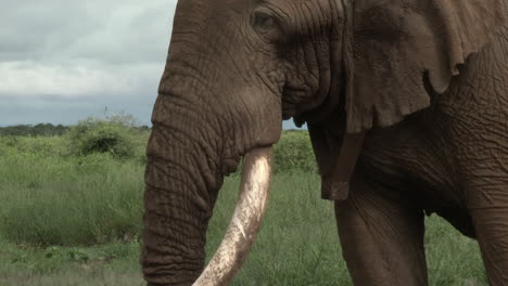 African-Elephant-tilt-shot-of-big-bull-"Tusker"-with-huge-tusks,-eating,-in-the-grasslands,-Amboseli-N