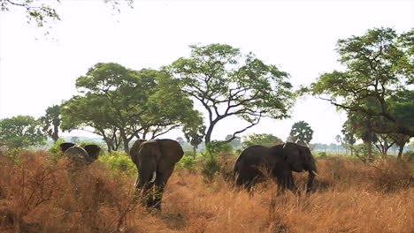 Gruppe-Von-Elefanten-In-Der-Afrikanischen-Savanne