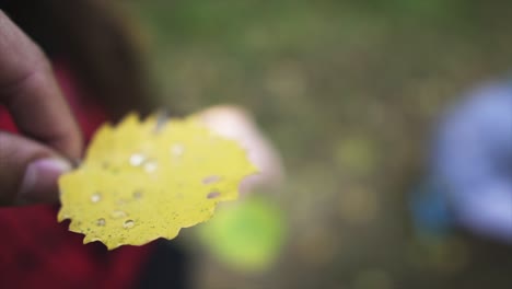 Dew-on-leafs-we-holding