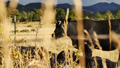 Artsy-shot-of-black-cow-standing-in-the-sun-in-a-Colorado-field-as-a-storm-rolls-in