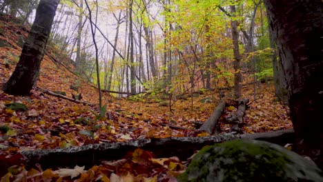 Low-and-slow-shot-going-up-a-hill-in-a-forest-with-leaves-on-the-ground-and-in-the-trees-in-the-fall