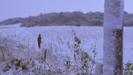 A-mother-holds-her-child-in-a-snow-filled-field-while-it-falls-in-the-countryside