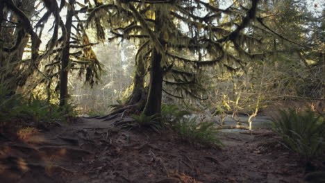 Forest-trail-with-branches-covered-by-moss-and-roots-in-ground,-Cathedral-grove,-Vancouver-Island,-Wide-shot