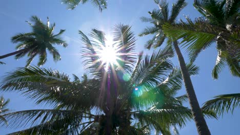 Sonne-Scheint-Durch-Kokospalmenblatt