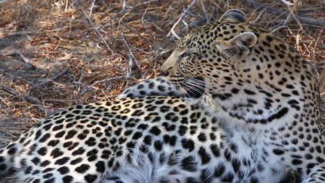 Close-up-of-a-female-leopard-resting-with-a-funny-posture-and-then-looks-forward-toward-camera