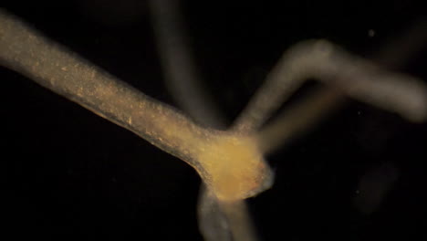 Die-Mikroskopisch-Kleine-Hydra-Bewegt-Ihre-Tentakel,-Um-Beute-Zu-Fangen