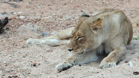 Drowsy-Lioness-Falling-Asleep-on-a-Dry-River-Bed