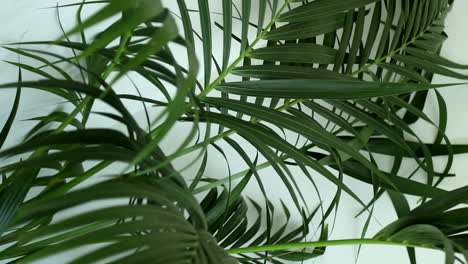 Riesige-Grüne-Palmenpflanze-In-Einer-Modernen-Wohnung-In-Santa-Monica,-Los-Angeles,-Kalifornien