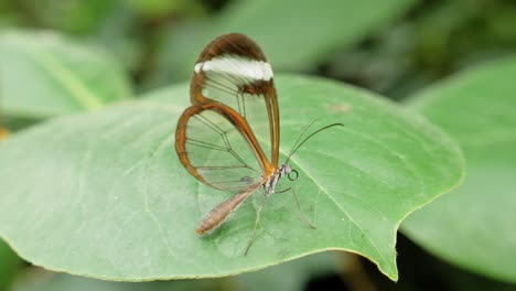 Nahaufnahme-Des-Glasswing-Schmetterlings-Greta-Oto,-Der-Still-Auf-Dem-Blatt-Sitzt