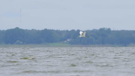 Großer-Weißer-Reiher-Jagt-Fische-Im-See-Und-Fliegt-In-Zeitlupe