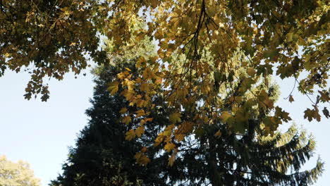 Slow-motion-shot-of-autumn-leaves-falling