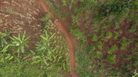 Birds-eye-view-aerial-shot-of-an-African-carrying-yellow-jerry-cans-of-water-up-a-steep-track-in-the-African-forest
