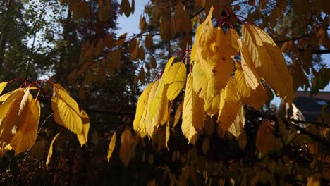 Herbstgelbe-Kirschbaumblätter-Bewegen-Sich-Im-Wind