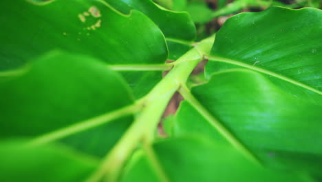 Close-up-view-of-plant-leaves-texture-in-slow-motion