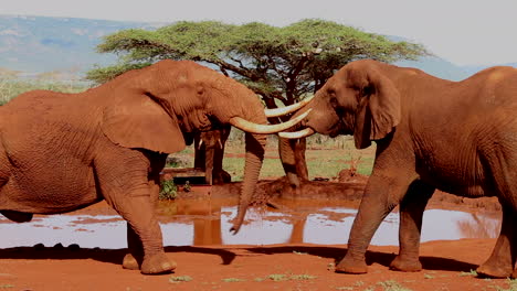 Un-Pequeño-Grupo-De-Elefantes,-Loxodonta-Africana-Luchan