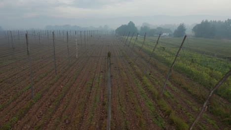 Panning-drone-shot-of-an-empty-foggy-hops-farming-field