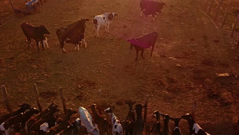 Aerial-drone-shot-flying-backwards-over-a-herd-of-cows-on-a-farm
