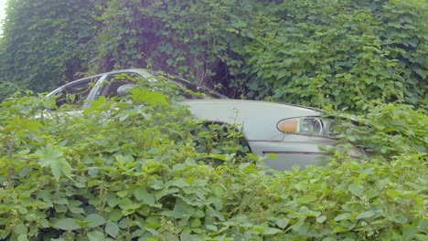 A-car-wreck-abandoned-in-Hawaii's-jungle,-disappearing-under-creeping-vines