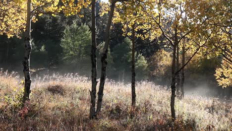 The-morning-sun-evaporates-the-frost-from-the-grass,-resulting-in-steam-below-the-yellow-fall-aspen-leaves