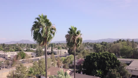 Palmeras-Ventosas-En-Un-Barrio-De-Los-Angeles