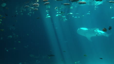 Georgia-State-Aquarium-Whale-Shark-Tank