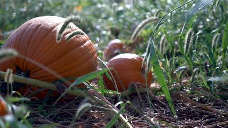 Very-slow-dolly-motion-to-the-left-of-large-pumpkins-on-their-withering-vines-in-a-field-backlit-by-the-morning-sun