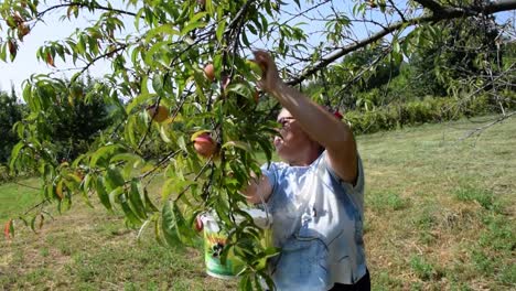 Woman-picking-nature-fruit-from-a-tree
