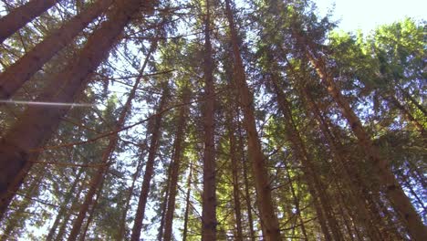 Tiro-Dinámico-Mirando-Hacia-Arriba-A-Través-De-Los-árboles-En-Un-Bosque-En-Las-Montañas-Rumanas