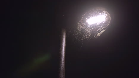 Low-angle-of-streetlight-covered-in-spider-webs