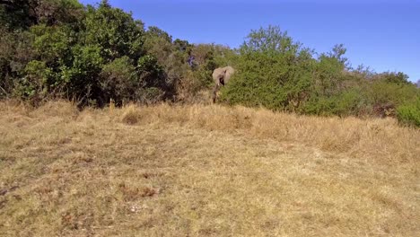 Ein-Afrikanischer-Elefant-Taucht-Hinter-Den-Akazienbäumen-Auf